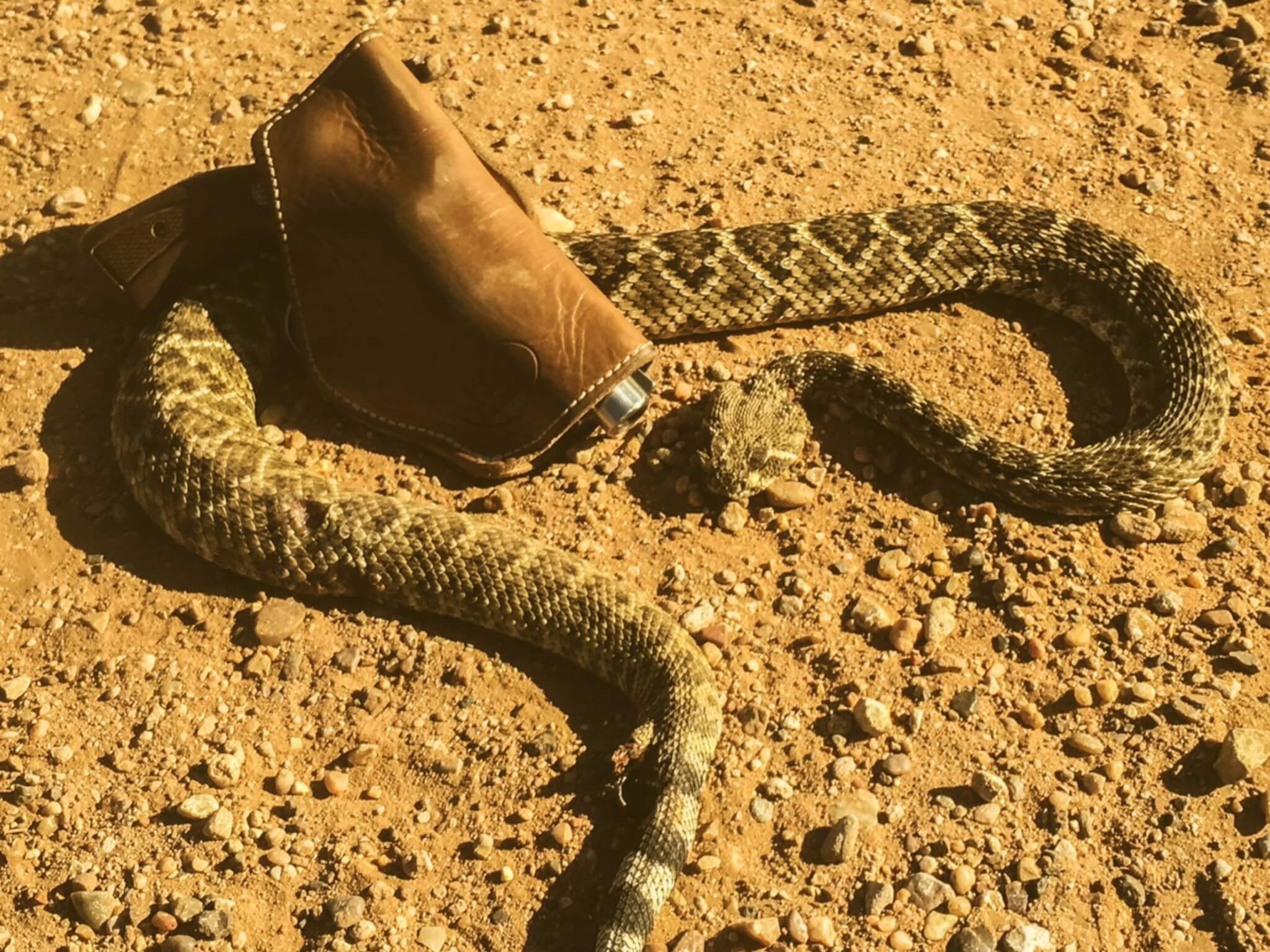 Duck Season! Wabbit Season! No, it is Snake Season!